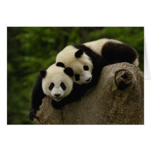 Giant panda babies Ailuropoda melanoleuca)