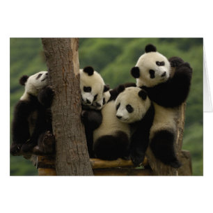 Giant panda babies Ailuropoda melanoleuca)