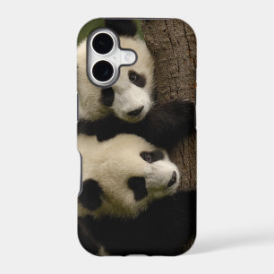 Giant panda babies (Ailuropoda melanoleuca) 2