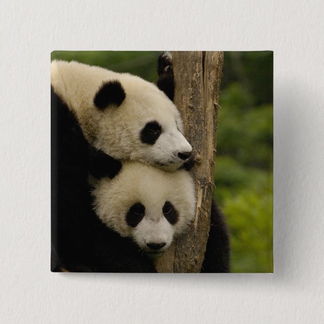 Giant panda babies Ailuropoda melanoleuca) 2 Inch Square Button (Front)
