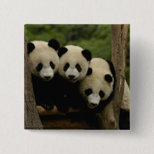Giant panda babies Ailuropoda melanoleuca) 2 Inch Square Button