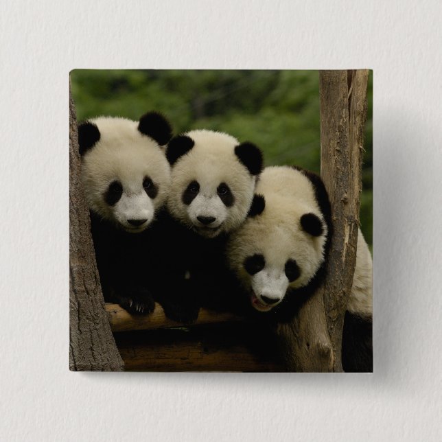 Giant panda babies Ailuropoda melanoleuca) 2 Inch Square Button (Front)