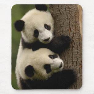 Giant panda babies (Ailuropoda melanoleuca) 2 Mouse Pad