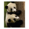 Giant panda babies (Ailuropoda melanoleuca) 2