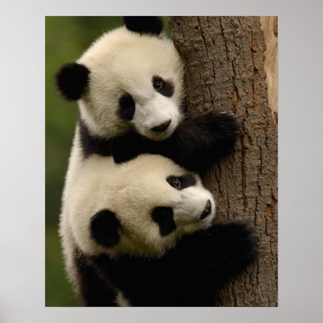 Giant panda babies (Ailuropoda melanoleuca) 2 Poster (Front)