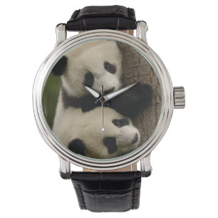 Giant panda babies (Ailuropoda melanoleuca) 2 Watch