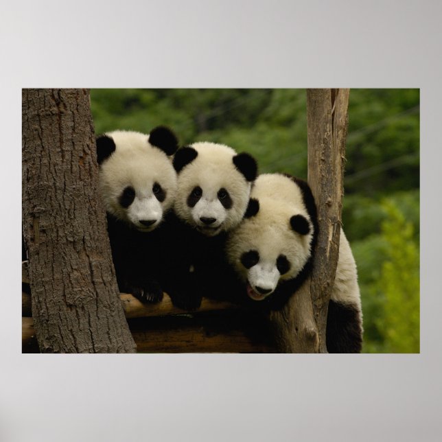Giant panda babies Ailuropoda melanoleuca) 3 Poster (Front)