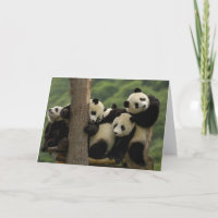 Giant panda babies Ailuropoda melanoleuca) 4