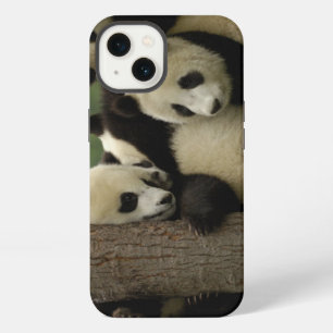 Giant panda babies Ailuropoda melanoleuca) 4 iPhone 13 Case
