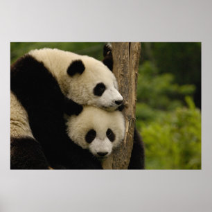 Giant panda babies Ailuropoda melanoleuca) 7 Poster
