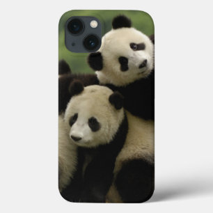 Giant panda babies Ailuropoda melanoleuca) iPhone 13 Case