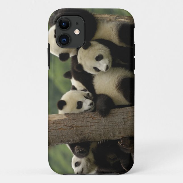 Giant panda babies Ailuropoda melanoleuca) Case-Mate iPhone Case (Back)