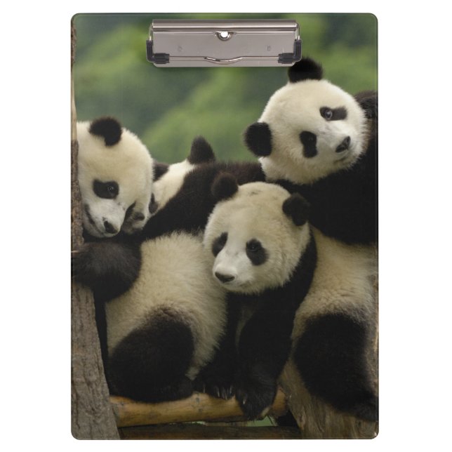 Giant panda babies Ailuropoda melanoleuca) Clipboard (Front)