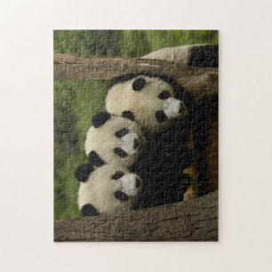Giant panda babies Ailuropoda melanoleuca) Jigsaw Puzzle