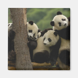 Giant panda babies Ailuropoda melanoleuca) Magnet