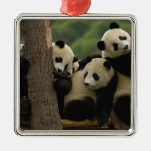 Giant panda babies Ailuropoda melanoleuca) Metal Ornament