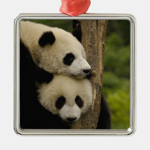 Giant panda babies Ailuropoda melanoleuca) Metal Ornament