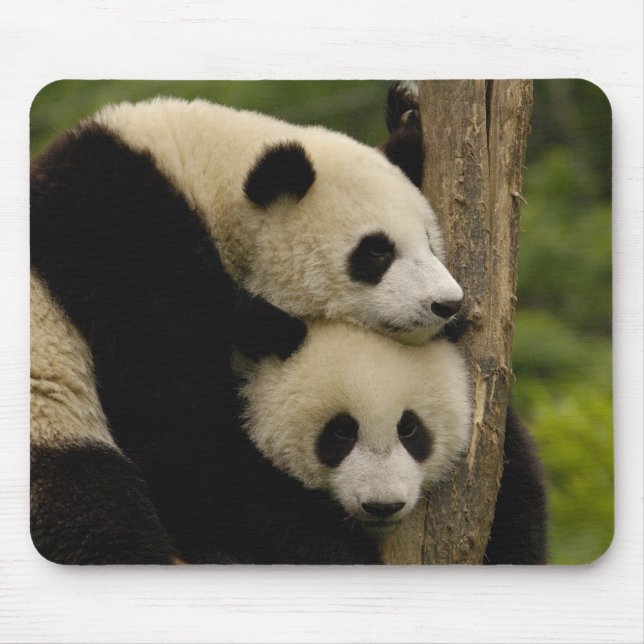 Giant panda babies Ailuropoda melanoleuca) Mouse Pad (Front)