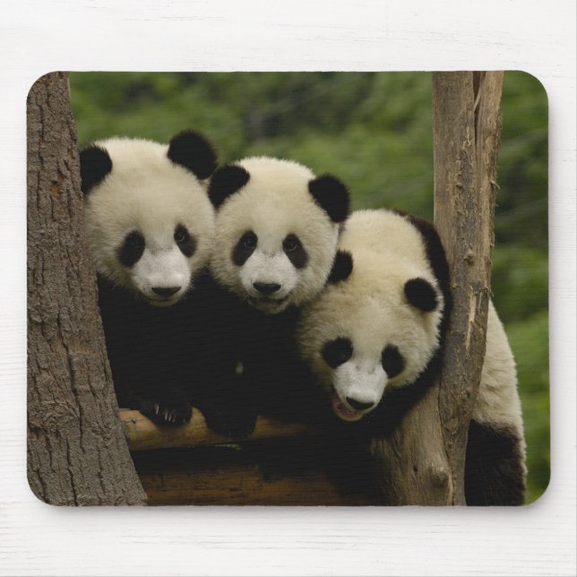 Giant panda babies Ailuropoda melanoleuca) Mouse Pad (Front)