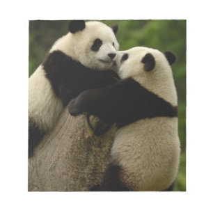 Giant panda babies (Ailuropoda melanoleuca) Notepad