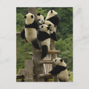 Giant panda babies Ailuropoda melanoleuca) Postcard