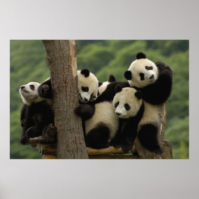 Giant panda babies Ailuropoda melanoleuca) Poster (Front)
