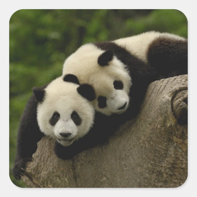 Giant panda babies Ailuropoda melanoleuca) Square Sticker (Front)