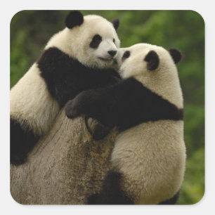 Giant panda babies (Ailuropoda melanoleuca) Square Sticker