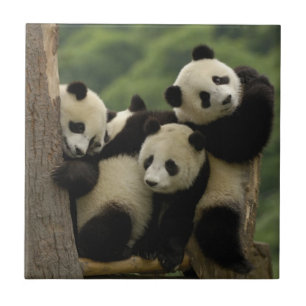 Giant panda babies Ailuropoda melanoleuca) Tile