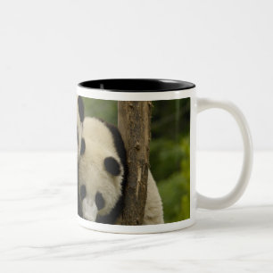 Giant panda babies Ailuropoda melanoleuca) Two-Tone Coffee Mug