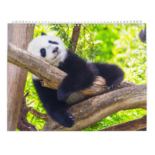 Giant panda babies calendar