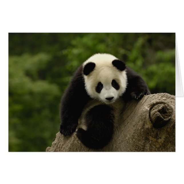 Giant panda baby (Front Horizontal)