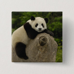 Giant panda baby 2 inch square button