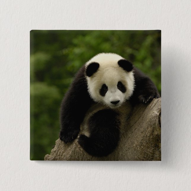 Giant panda baby 2 inch square button (Front)