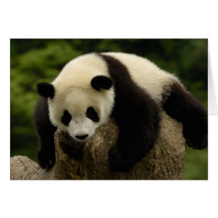 Giant panda baby (Ailuropoda melanoleuca)