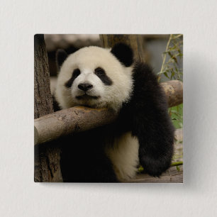 Giant panda baby Ailuropoda melanoleuca) 2 Inch Square Button