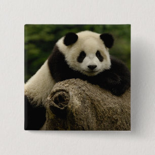 Giant panda baby Ailuropoda melanoleuca) 2 Inch Square Button