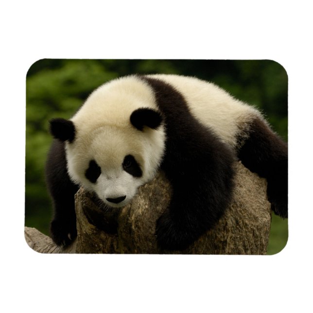 Giant panda baby (Ailuropoda melanoleuca) Magnet (Horizontal)