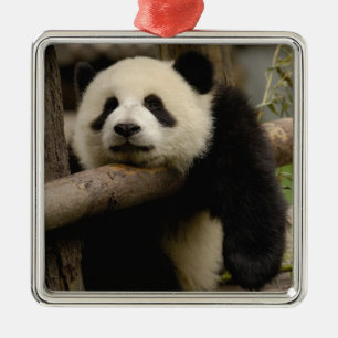 Giant panda baby Ailuropoda melanoleuca) Metal Ornament