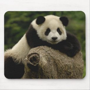 Giant panda baby Ailuropoda melanoleuca) Mouse Pad
