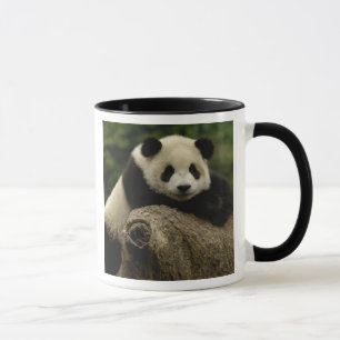 Giant panda baby Ailuropoda melanoleuca) Mug