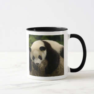 Giant panda baby (Ailuropoda melanoleuca) Mug