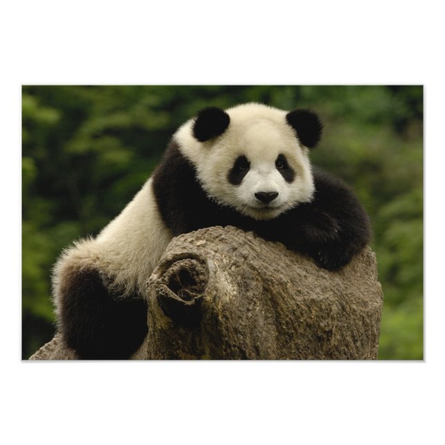 Giant panda baby Ailuropoda melanoleuca) Photo Print (Front)