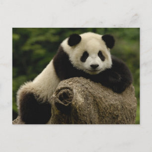 Giant panda baby Ailuropoda melanoleuca) Postcard