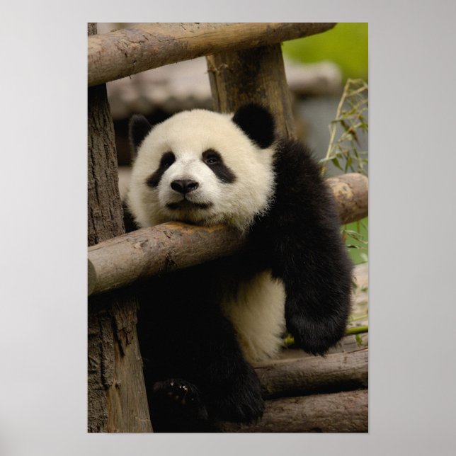 Giant panda baby Ailuropoda melanoleuca) Poster (Front)