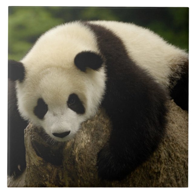 Giant panda baby (Ailuropoda melanoleuca) Tile (Front)