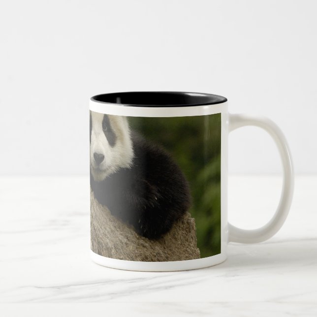 Giant panda baby Ailuropoda melanoleuca) Two-Tone Coffee Mug (Right)