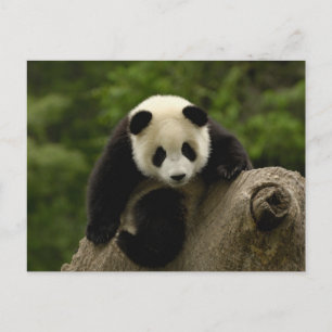Giant panda baby postcard
