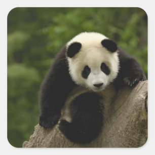 Giant panda baby square sticker