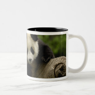 Giant panda baby Two-Tone coffee mug